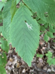 Caloptilia ostryaeella