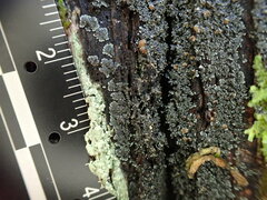 Fuscopannaria leucosticta