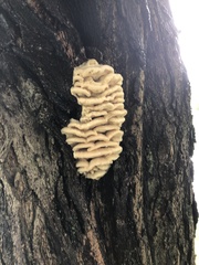 Climacodon septentrionalis