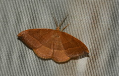 Watsonalla cultraria