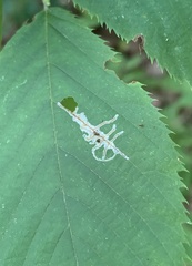 Caloptilia ostryaeella