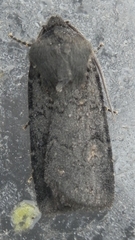 Euxoa velleripennis