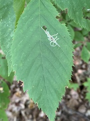 Caloptilia ostryaeella