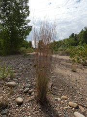 Schizachyrium scoparium