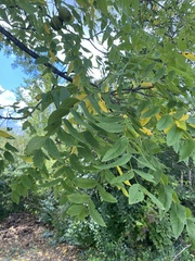 Juglans