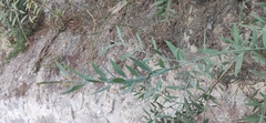 Osyris lanceolata