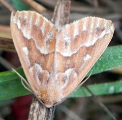 Caripeta piniata