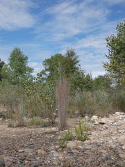 Schizachyrium scoparium