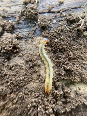 Dendroides canadensis