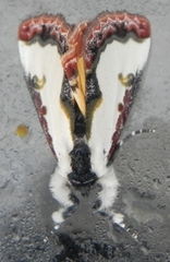 Eudryas unio