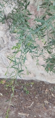 Osyris lanceolata