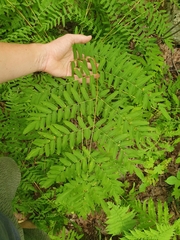 Osmunda spectabilis