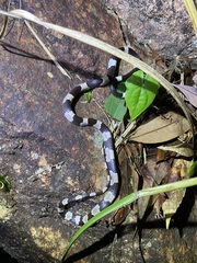 Lycodon liuchengchaoi