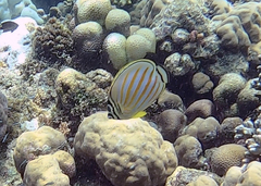 Chaetodon ornatissimus