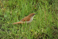 Certhiaxis cinnamomeus