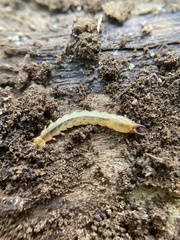 Dendroides canadensis