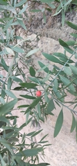 Osyris lanceolata