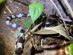 Lycodon liuchengchaoi