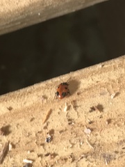 Endomychus biguttatus