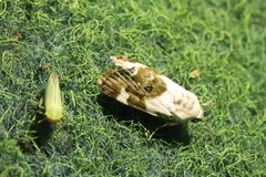Acontia lucida