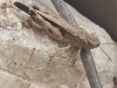Aiolopus strepens