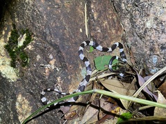 Lycodon liuchengchaoi