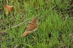 Certhiaxis cinnamomeus