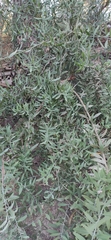 Osyris lanceolata