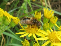 Eristalis pertinax