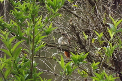 Certhiaxis cinnamomeus
