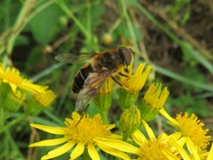 Eristalis pertinax