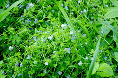 Veronica filiformis