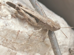 Aiolopus strepens