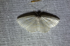 Cabera exanthemata