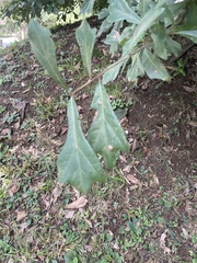 Quercus nigra