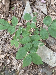 Fraxinus pennsylvanica