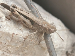 Aiolopus strepens