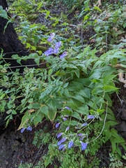 Nothochelone nemorosa