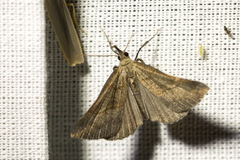 Hypena proboscidalis