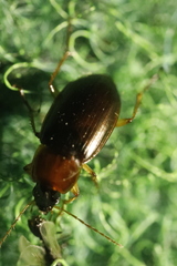 Calathus melanocephalus