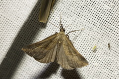 Hypena proboscidalis