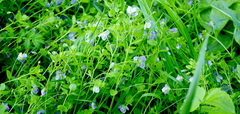 Veronica filiformis
