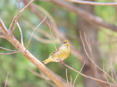 Serinus canicollis