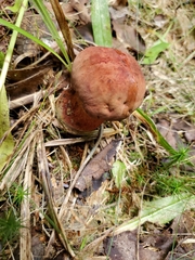 Boletus subvelutipes