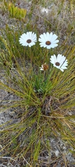 Dimorphotheca nudicaulis