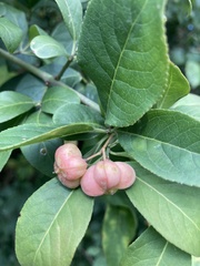 Euonymus
