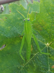 Anacridium aegyptium