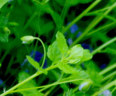 Veronica filiformis
