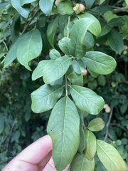 Euonymus