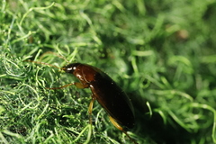 Calathus melanocephalus